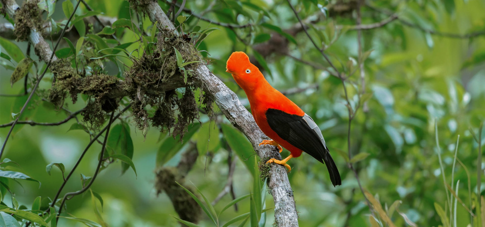 Birding tours in Santa Teresa and Machu Picchu